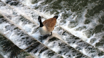 Goose standing in the water on the steps of a weir