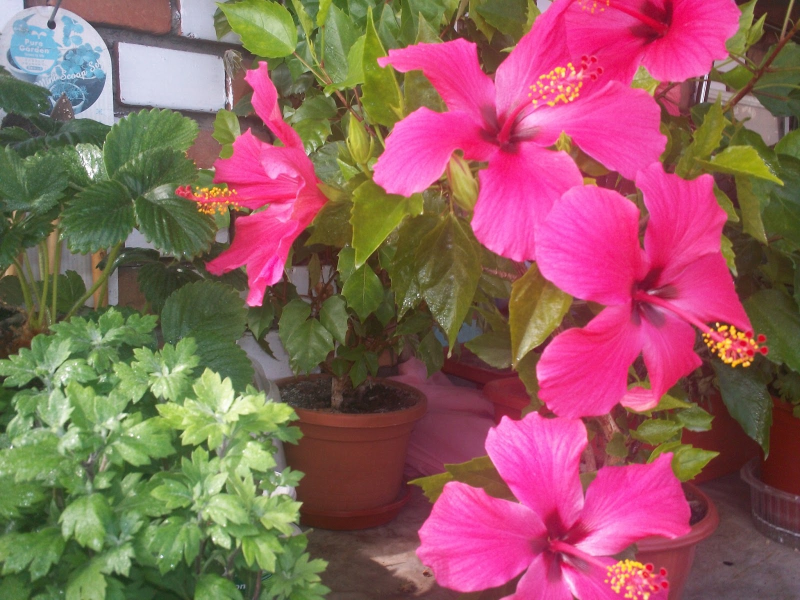 Flori de balcon BRICOLAJ GRADINA SFATURI si IDEI