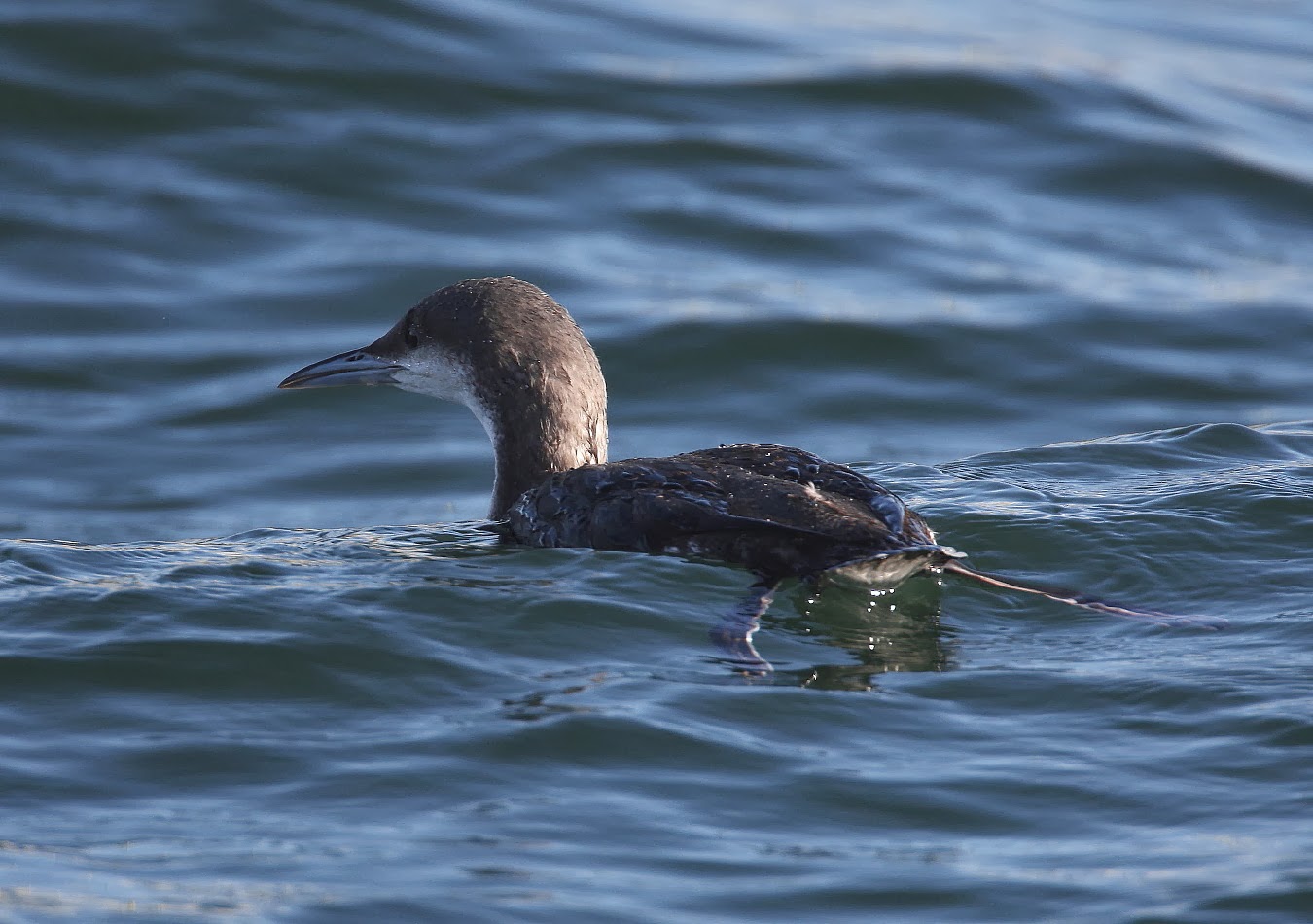 South Wales Birding. A few more Divers