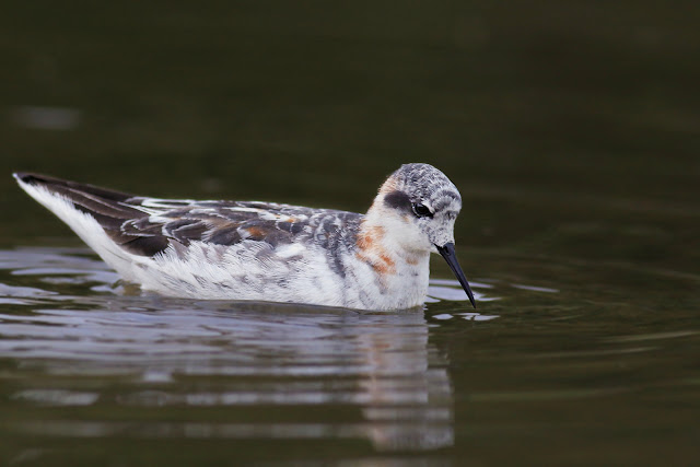 Red-necked Phalarope in Long Valley