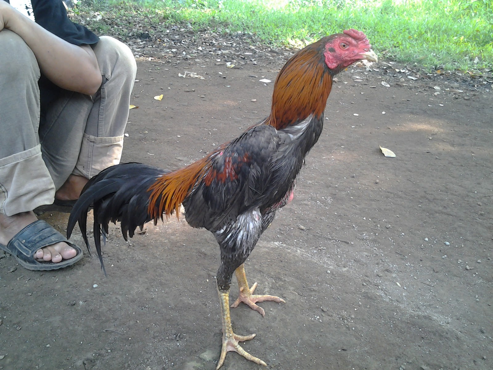 Warna Bulu Ayam Aduan Yg Berkualitas Ekodoc Gambar Jago