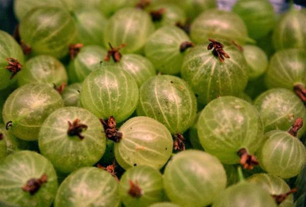 Foods That Can Cause Kidney Stones In Guinea Pigs Foods That Can Cause Kidney Stones In Guinea Pigs