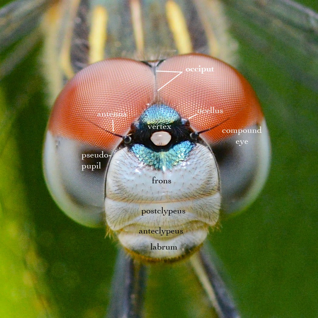 Dragonflies Anatomy