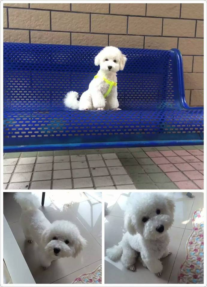 The Wheelies Times Wheeling with your dog?