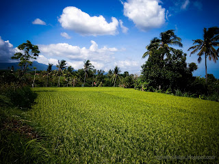 Wide Spread Paddy Plants And Cloudy Sky In The Rice Fields At Ringdikit Village, North Bali, Indonesia