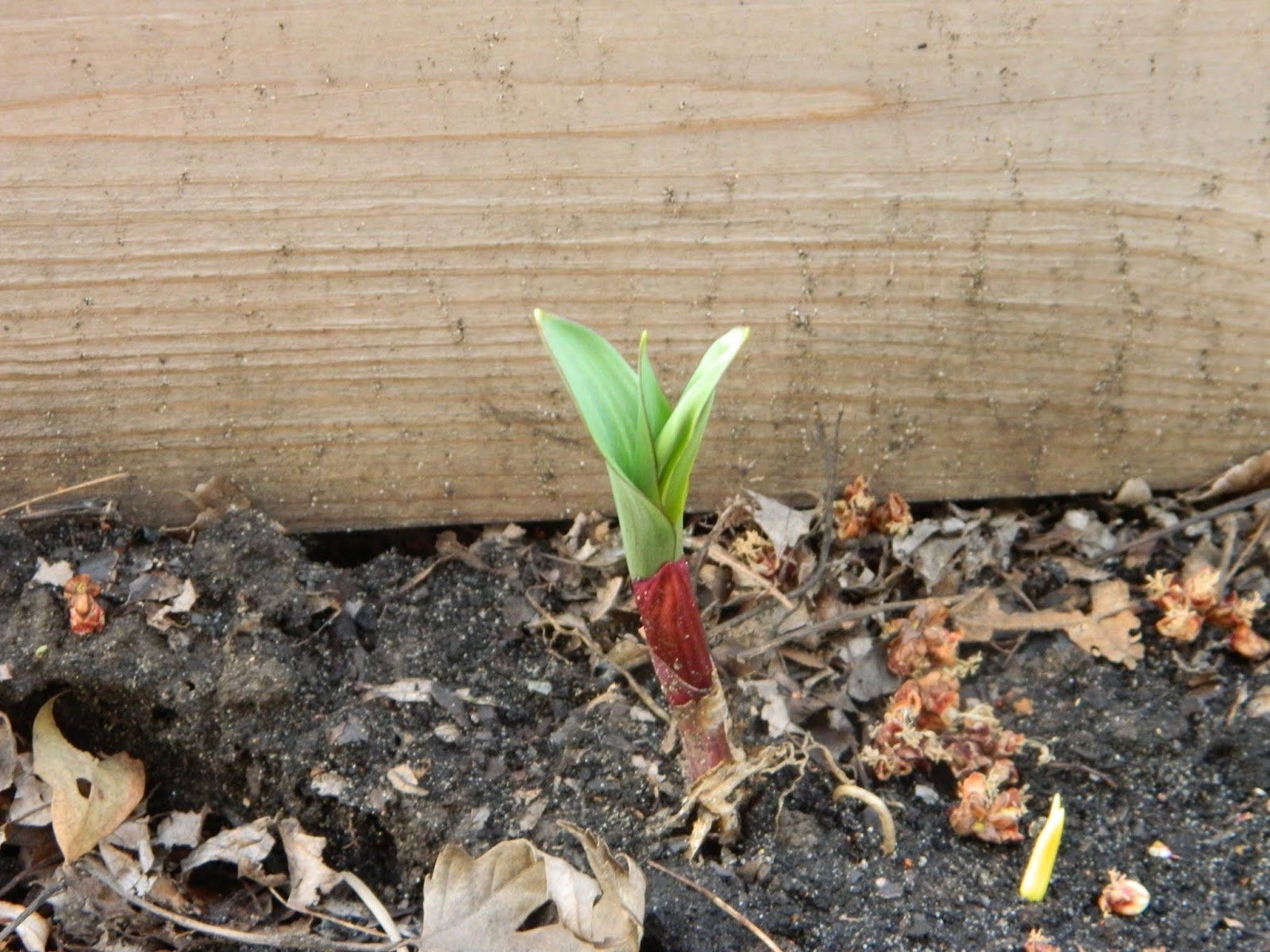 The Perennial Agriculturalist a ramp ( and friend ) in three weeks