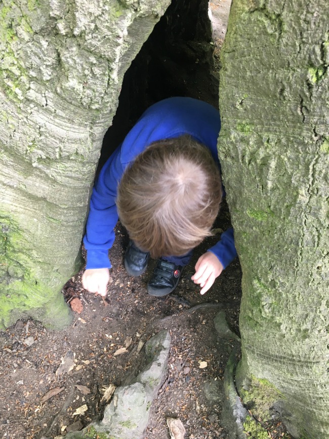 boy-climbing-through-hole-in-tree