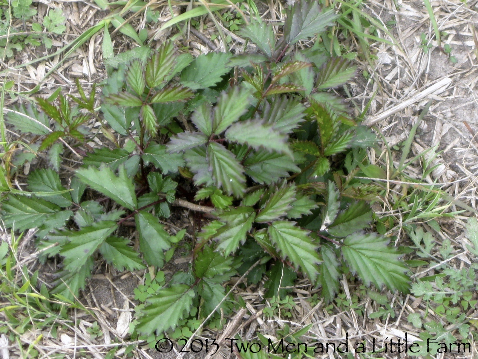 Two Men and a Little Farm DEWBERRIES ARE COMING