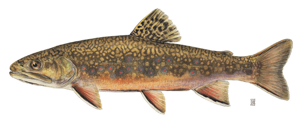 Learn about Brook Trout