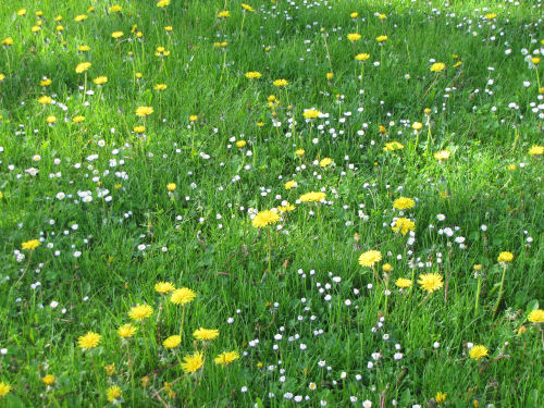 dandelions and daisies