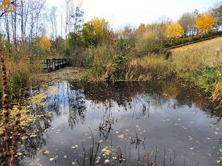 Benwell Nature Park, Newcastle upon Tyne. November 2012