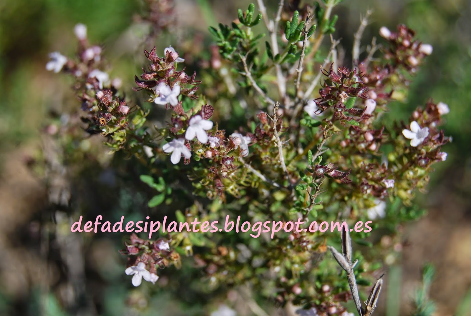 de fades i plantes: 2014