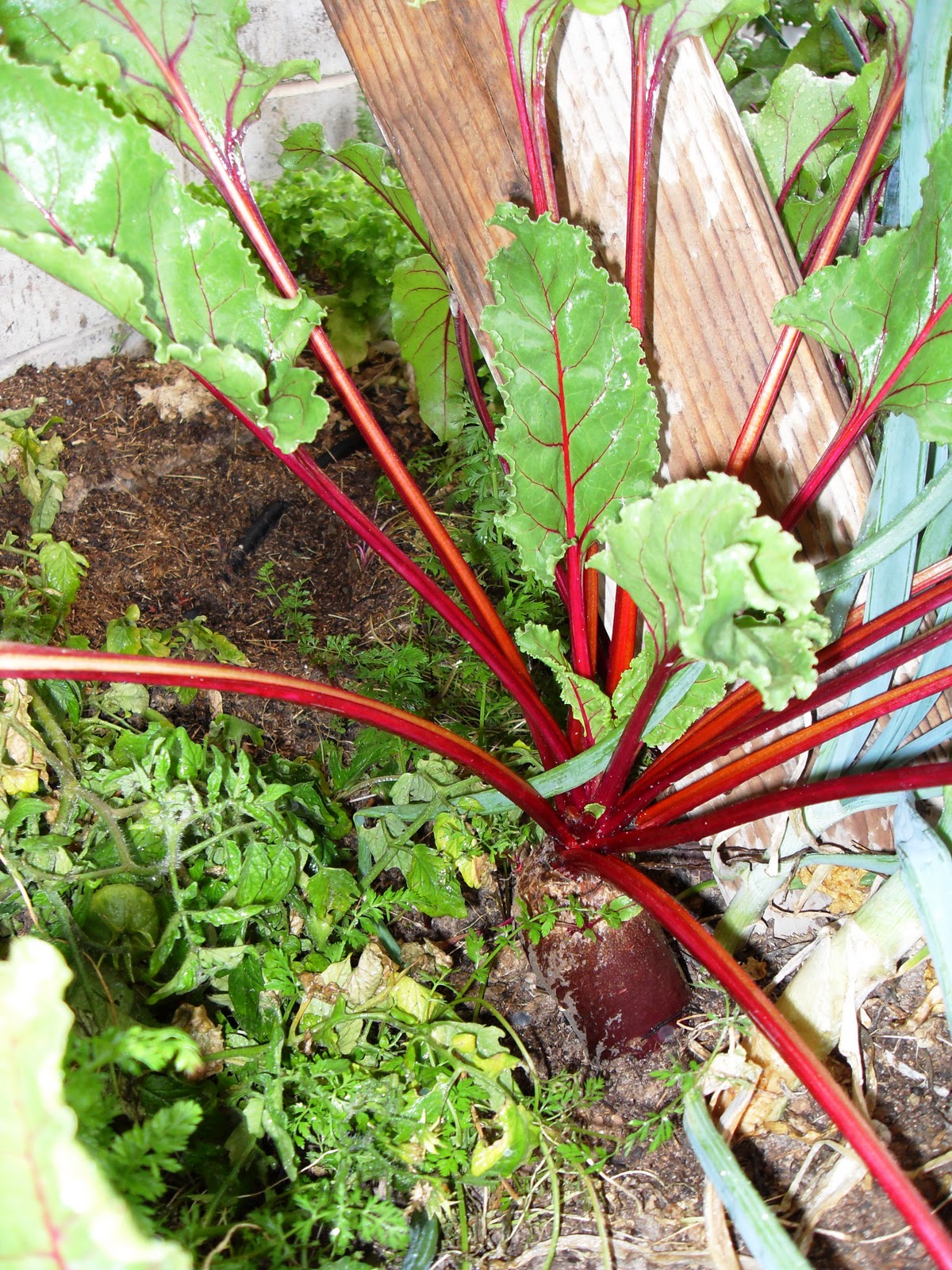 The Scientific Gardener: 2011