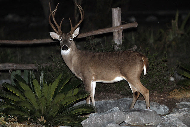 axis whitetail hybrid in New Braunfels?