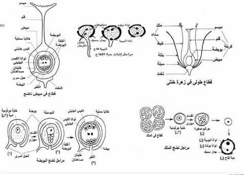 رسومات ومسائل الاحياء المهمة لامتحان الثانوية العامة 19060230_1887093998231221_1905584390250475830_n