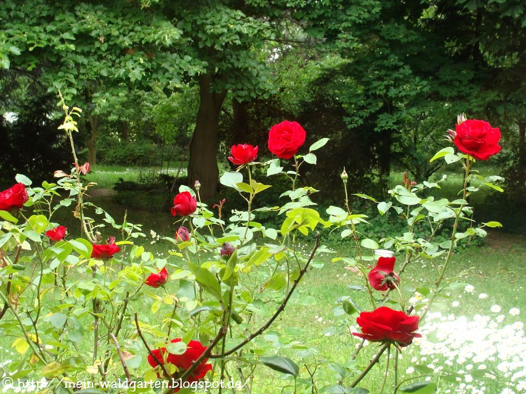 © Mein Waldgarten Einmal wie in Sissinghurst