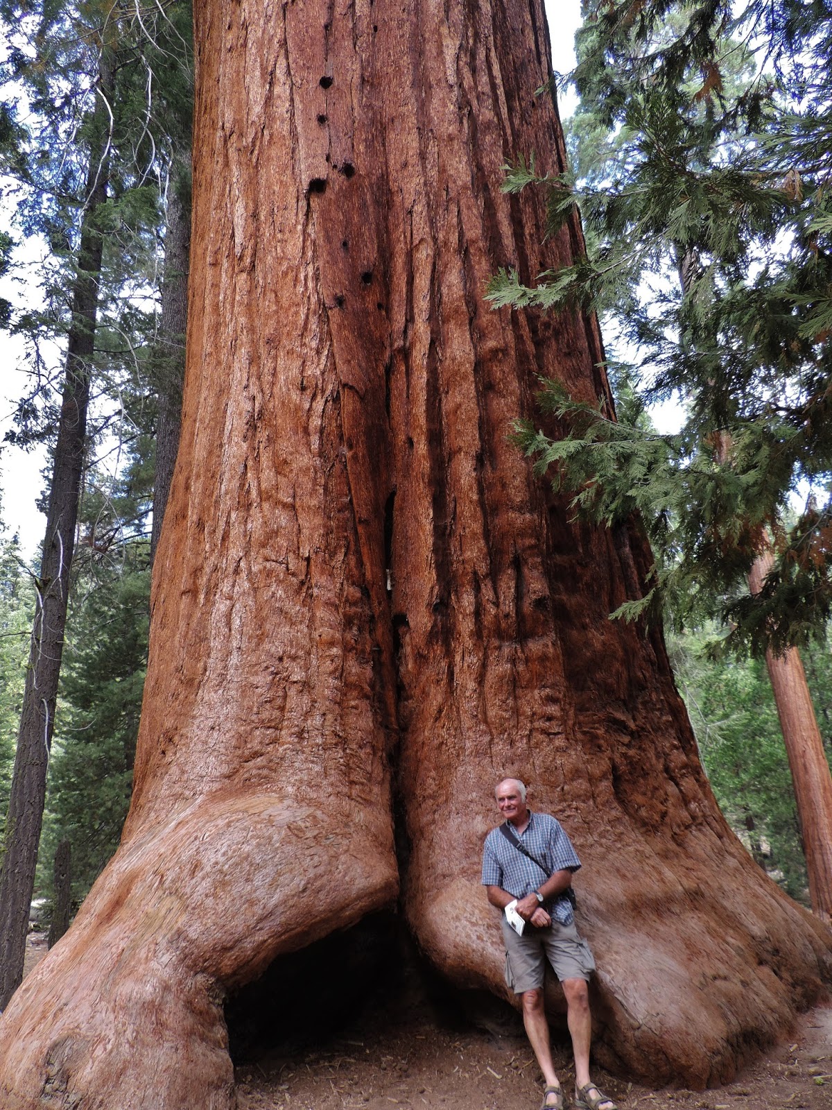 2015 TRAVELS TRAIL OF 100 GIANTS, GIANT SEQUOIA NATIONAL MONUMENT