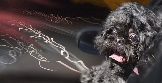coisas que deixa os shih tzu com medo