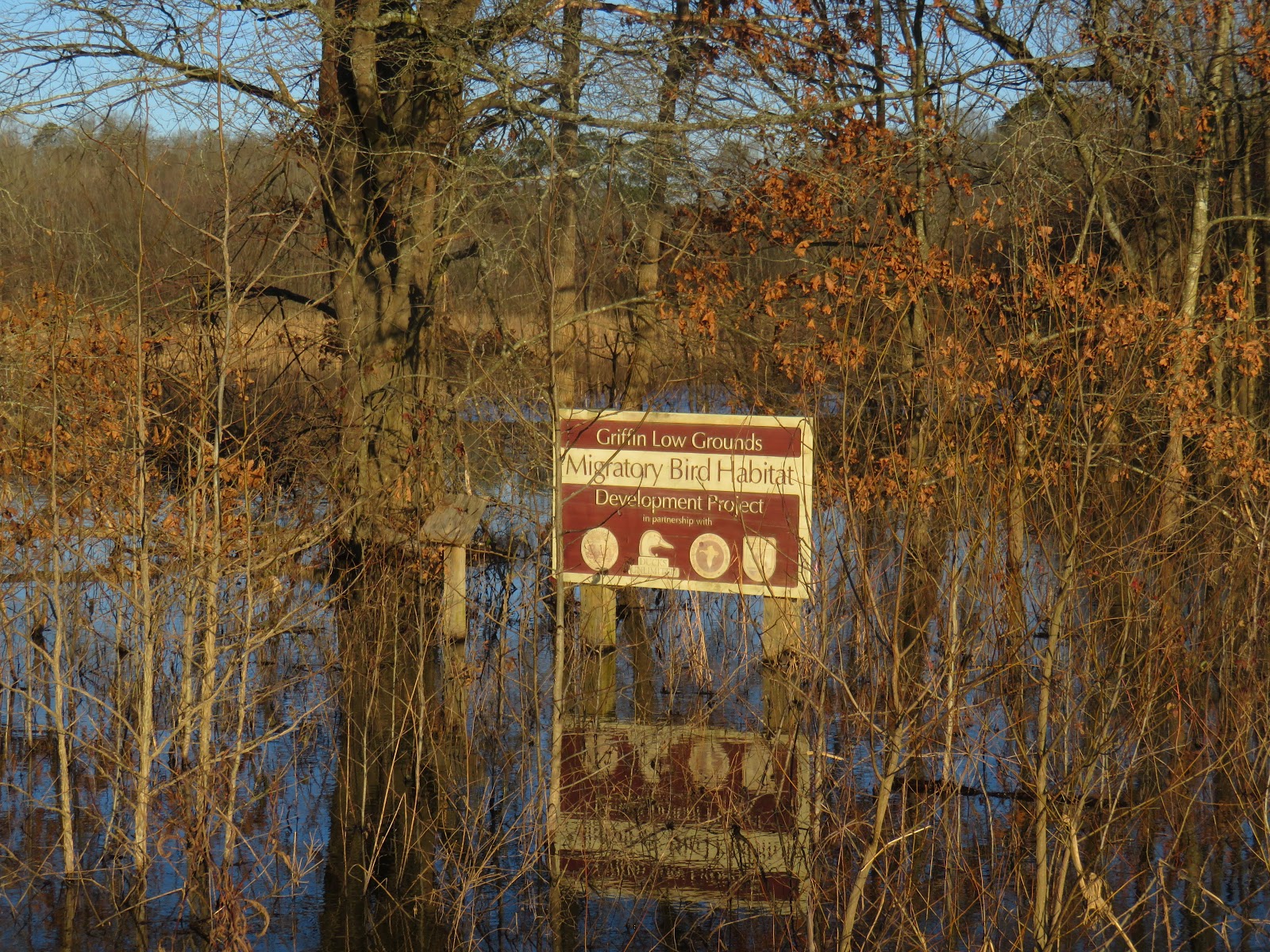 greenmon's folly Jan 31 Pee Dee National Wildlife Refuge