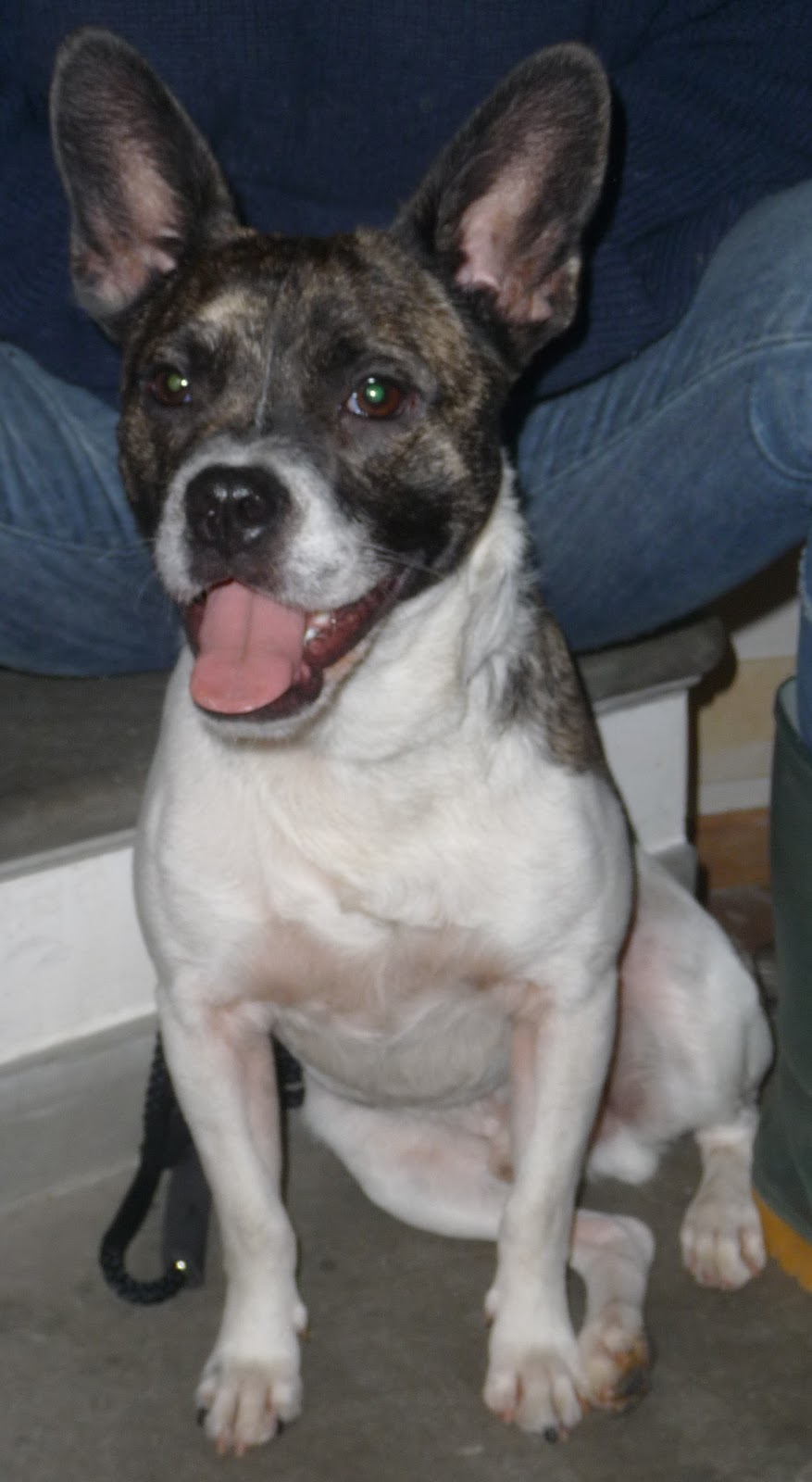 Le Amiche di Lù onlus Gastone