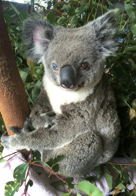 Cats Eyes Road >> White Wolf : Rescue Story: Extremely rare blue and brown eyed koala found after being hit by car Cats Eyes Road >> White Wolf : Rescue Story: Extremely rare blue and brown eyed koala found after being hit by car