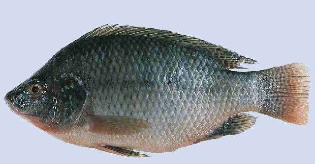 Gambar dan Foto Ikan Mujair