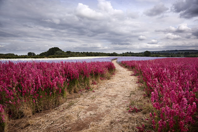 Field full of brightly coloured flowers under a cloudy sky www.martynferryphotography.com