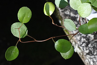 ワイヤープランツ