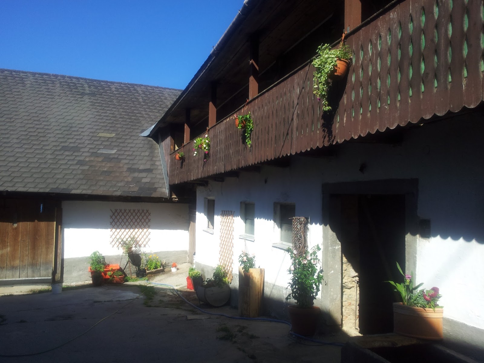 Blume Ist Das 170 Blumen Einfach Bestimmen German Fr Tryit Guru