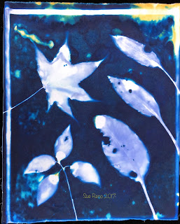 Wet cyanotype_Sue Reno_Image 241