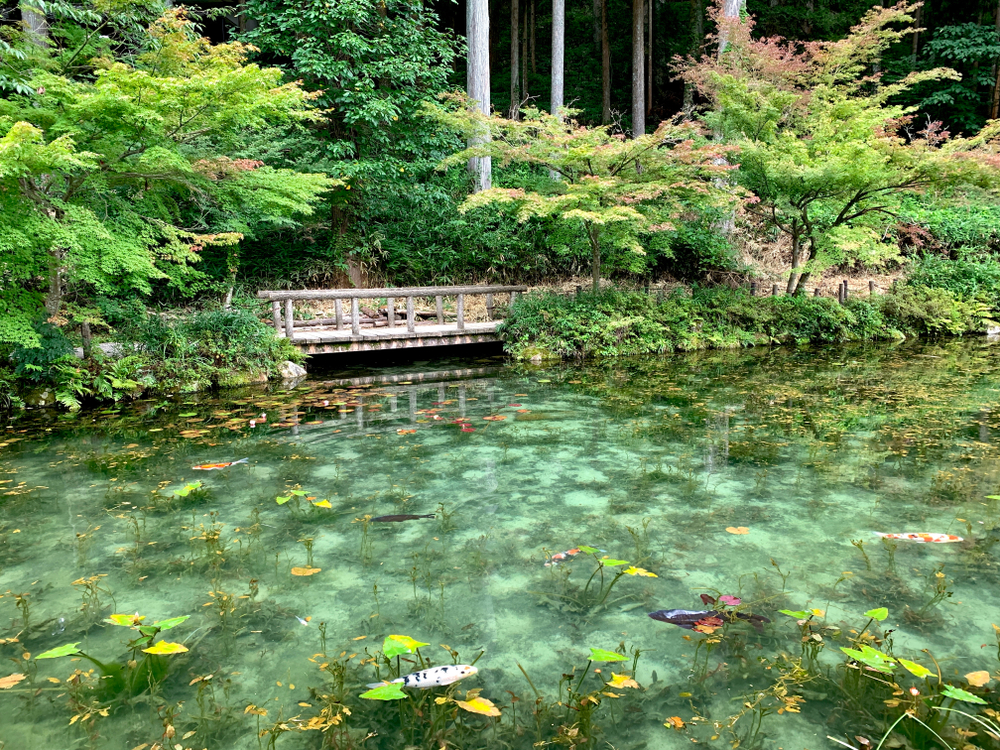 Monet's Pond