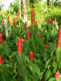 red button ginger Brazilian Garden Naples Botanical Garden by garden muses-a Toronto gardening blog