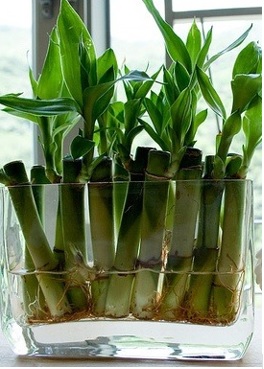 ideas para adornar la casa con plantas de bambú, plantas lindas para la sala de estar