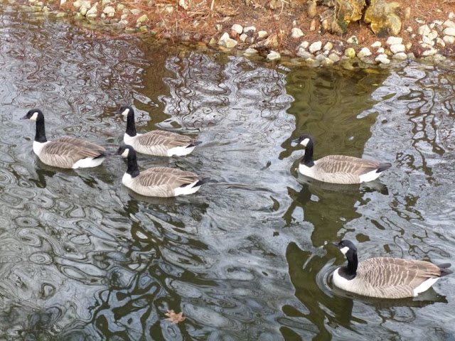 Canada geese swimming on the lake at Kew Gardens Canada geese swimming on the lake at Kew Gardens