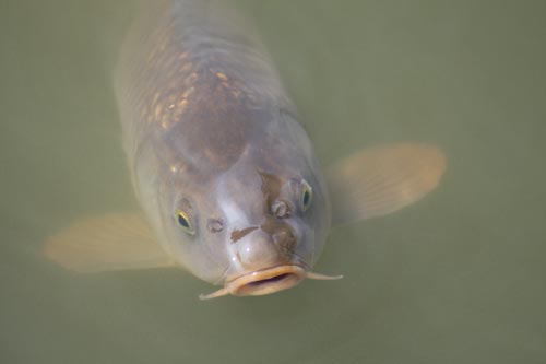Common Carp Common Carp