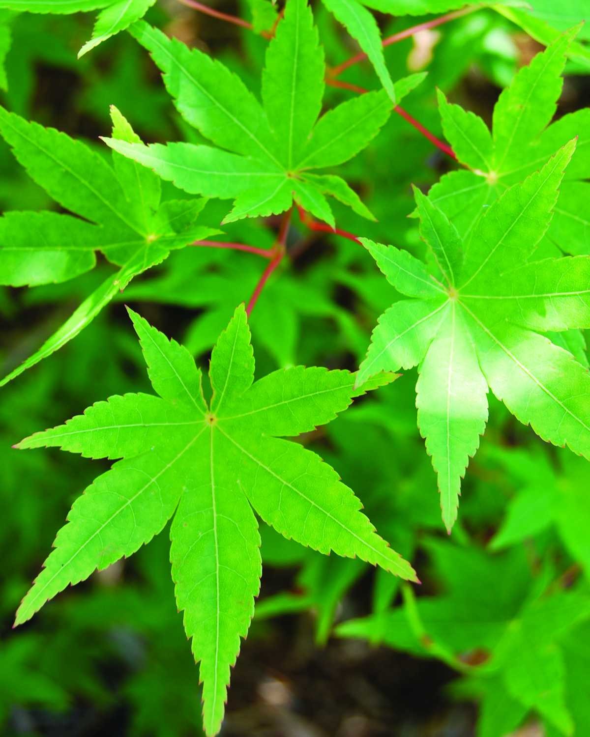 PlantWerkz: Japanese Maple - Acer Palmatum