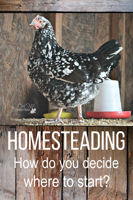 A speckled Sussex laying hen. Text: Homesteading, how do you decide where to start?