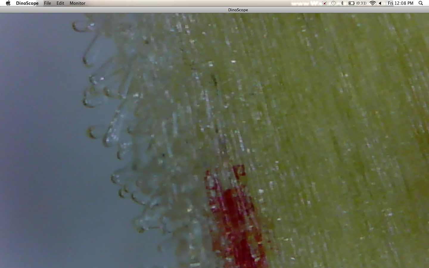 Thomas W @ Enrich: Dissecting a flower