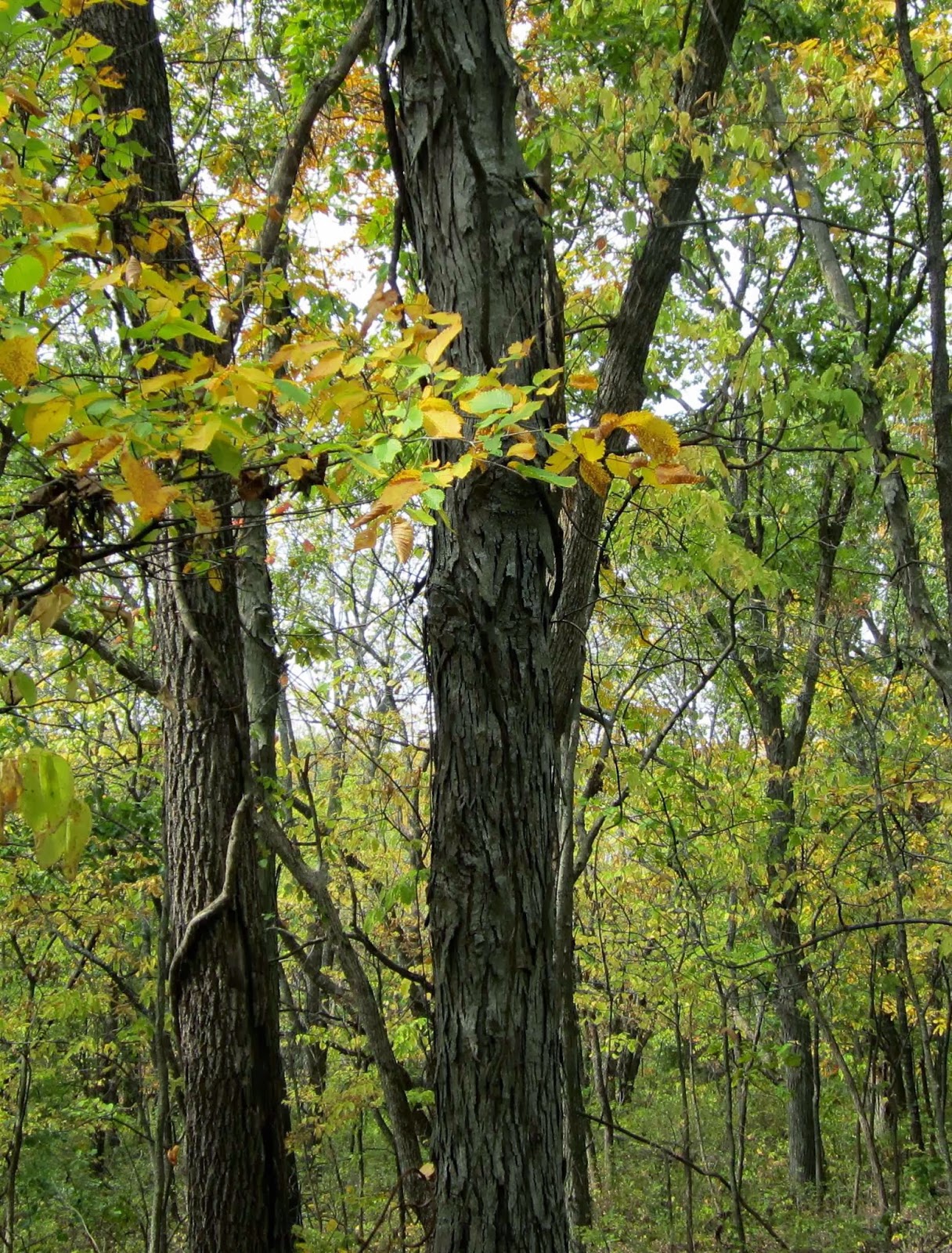 SecondGrowth Timber Bitternut Hickory