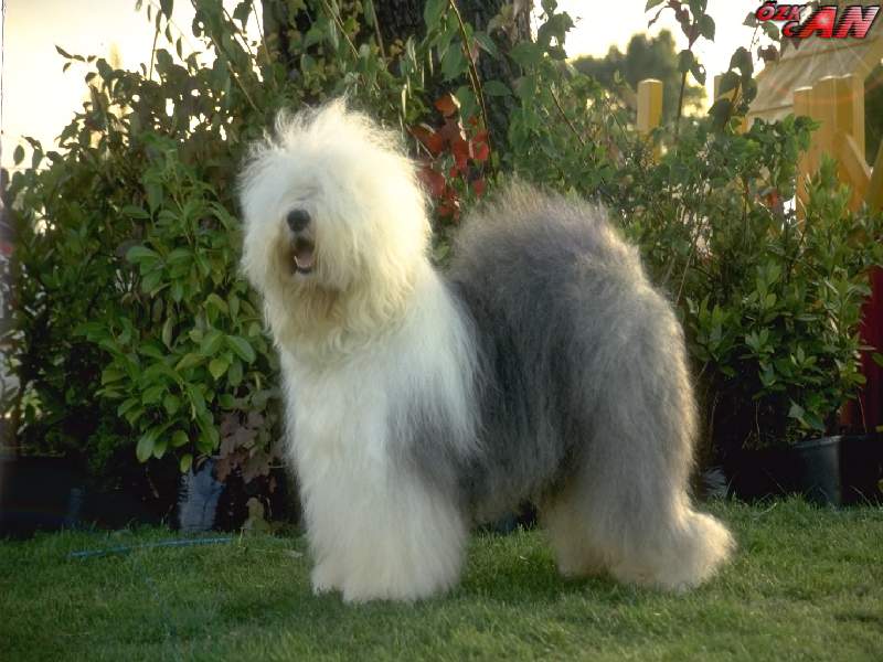 Süs Köpeği Resimleri Resim Hazinesi