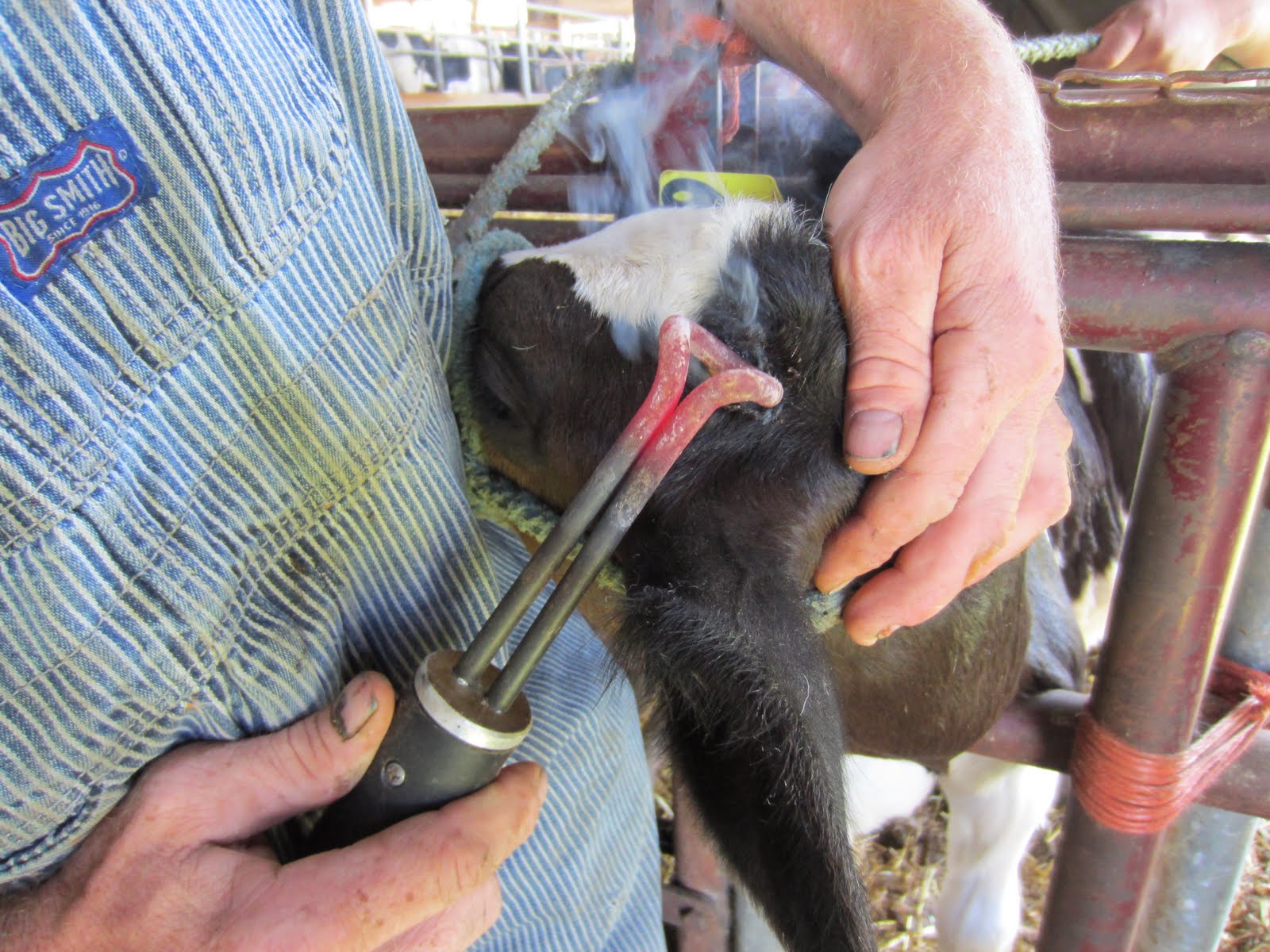 Dehorning Dairy Calves Farmer Bloggers dehorning-dairy-calves-farmer-bloggers