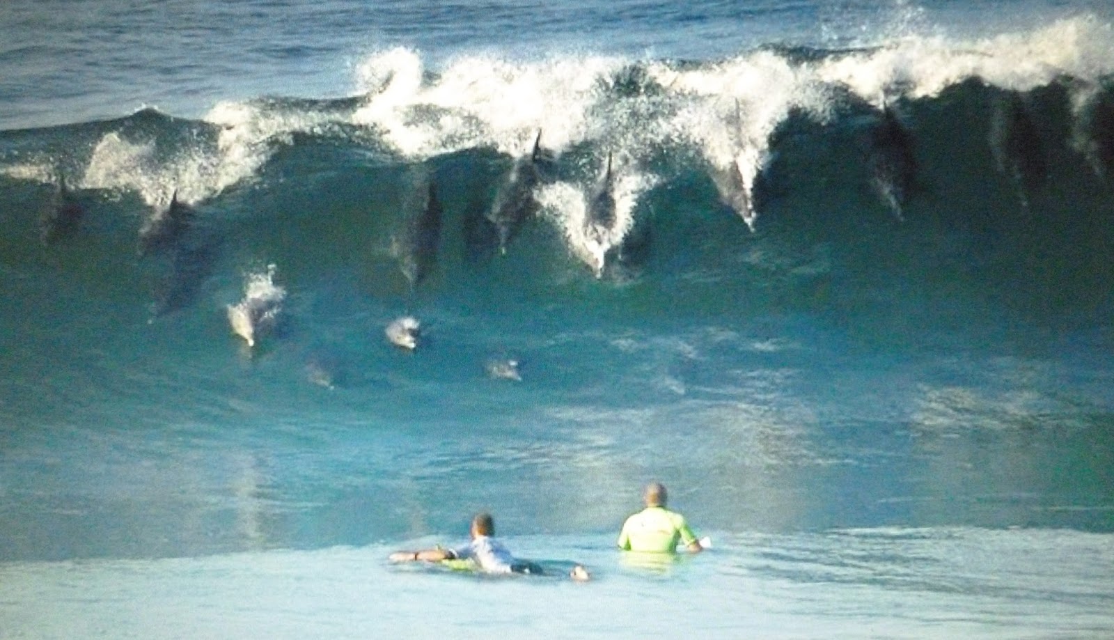 Intuitive fred888 Dolphins Surfing towards Surfers