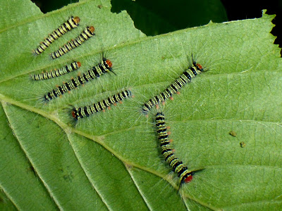Trabala pallida caterpillar Trabala pallida caterpillar