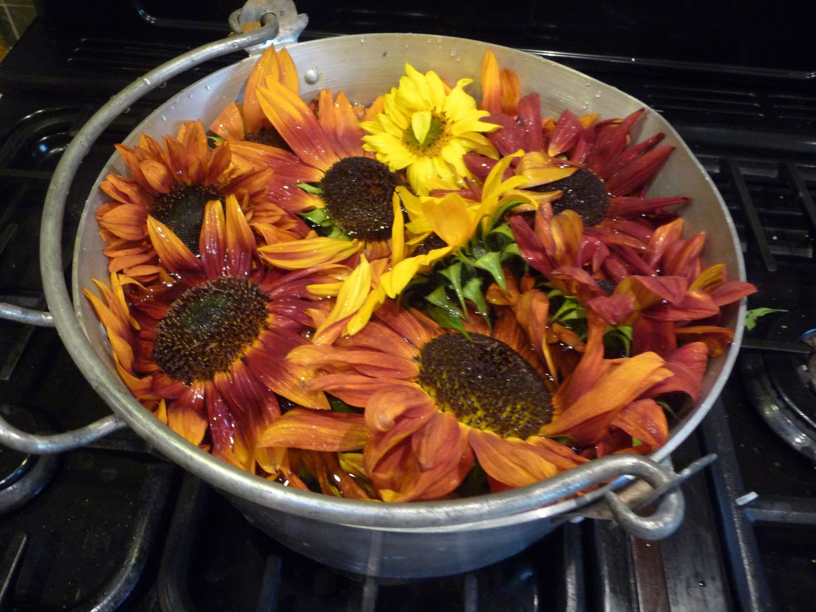 Wool Tribulations Of Hand Spinning And Herbal Dyeing Making 