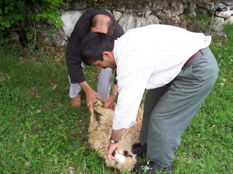 https ruyatabirleri com blogspot com 2018 08 ruyada kuzu kesmek html