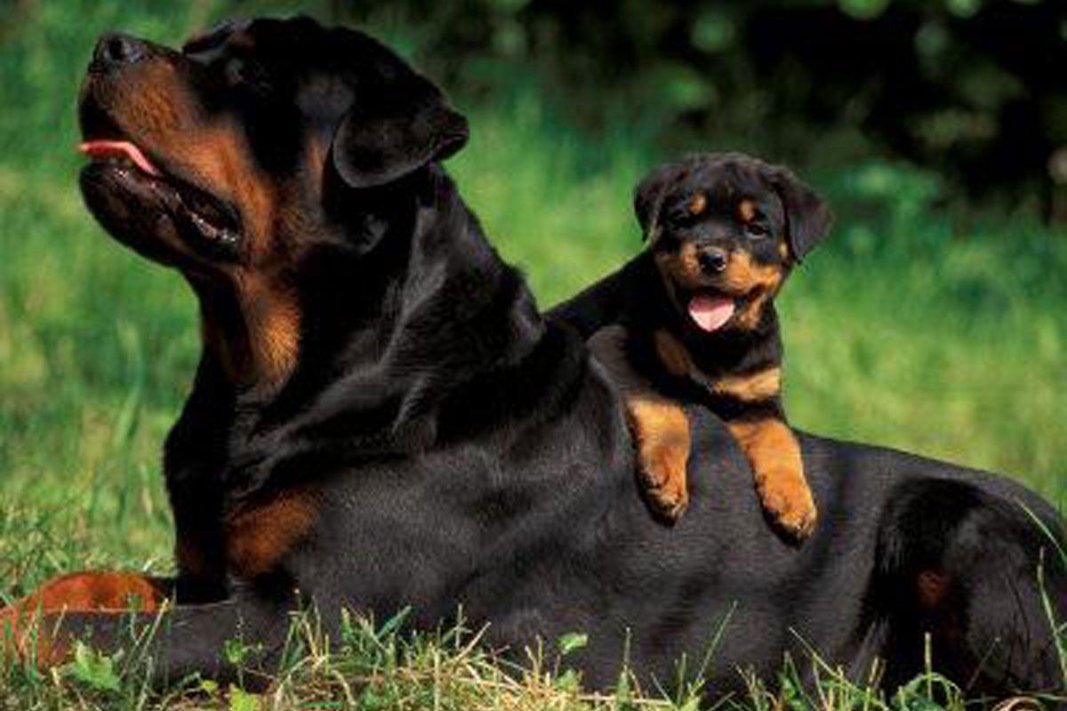 Patinhas.com: RAÇA: ROTTWEILER