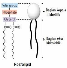 hidrofobik dan hidrofilik pada fosfolipid