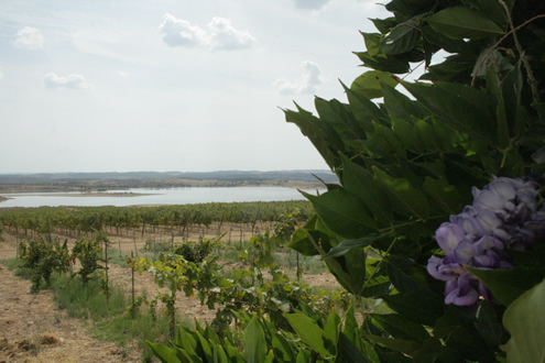 Wine tasting in Alentejo | Happy in Red Wine tasting in Alentejo | Happy in Red