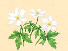 Ветреница лесная рисунок карандашом