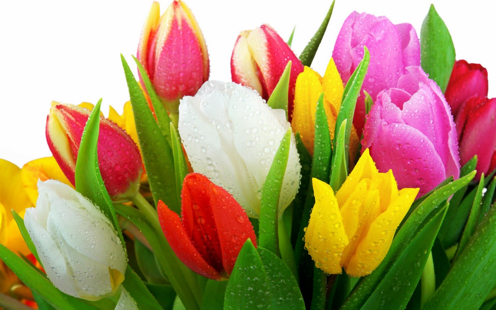 Tulip HD Flowers Flowers Wallpapers